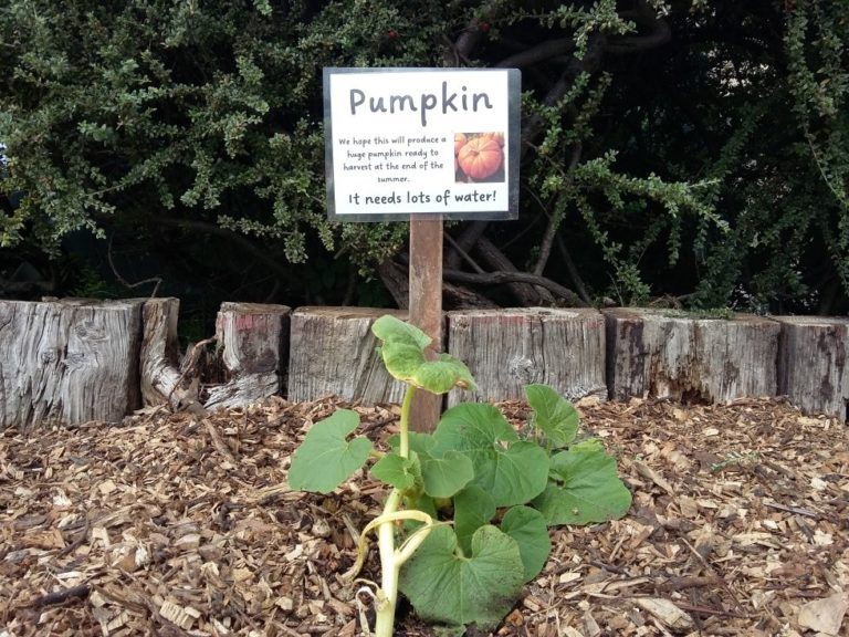 Cambria Bridge Pumpkin Patch