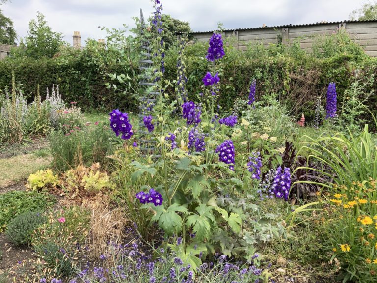 GWR Park Pollinator Bed in Bloom