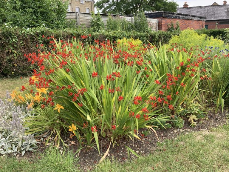 GWR Park Pollinator Bed in bloom