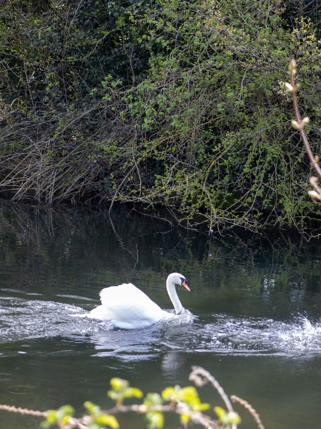 Singular swan swimming on The Lawns lake
